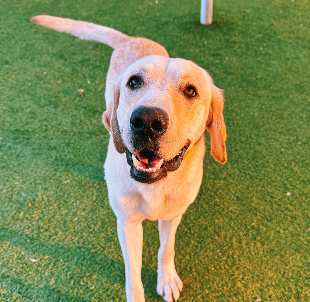 Rocky, an adoptable Labrador Retriever in Hays, KS, 67601 | Photo Image 1