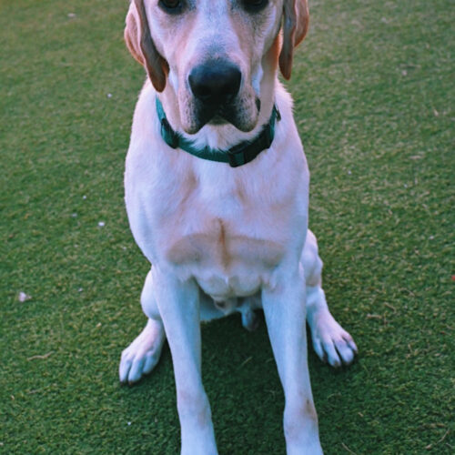 Rocky, an adoptable Labrador Retriever in Hays, KS, 67601 | Photo Image 2
