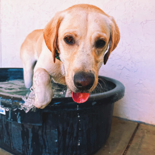 Rocky, an adoptable Labrador Retriever in Hays, KS, 67601 | Photo Image 3