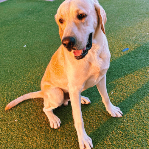 Rocky, an adoptable Labrador Retriever in Hays, KS, 67601 | Photo Image 4