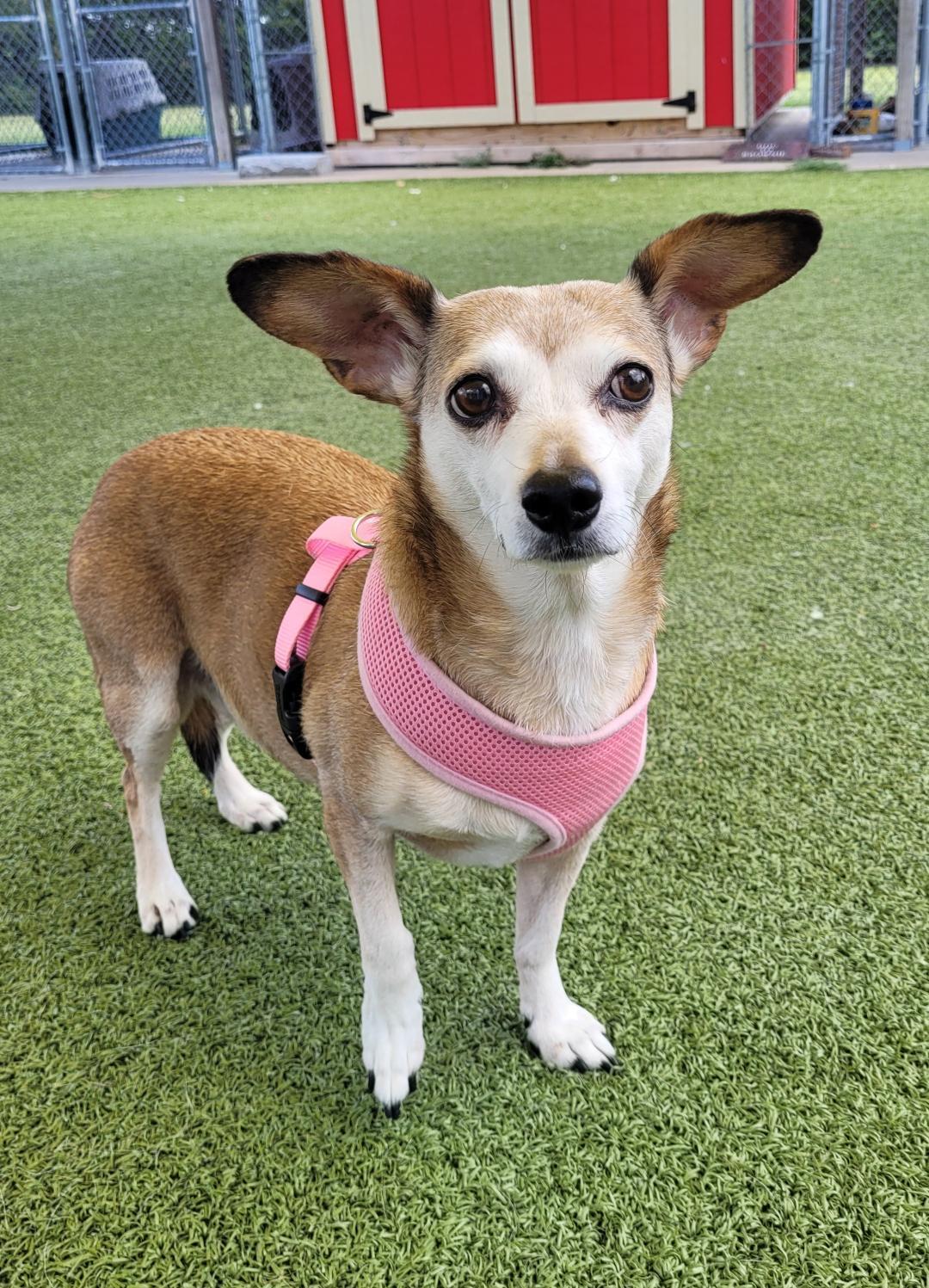 Maggie, an adoptable Dachshund, Chihuahua in Hays, KS, 67601 | Photo Image 1