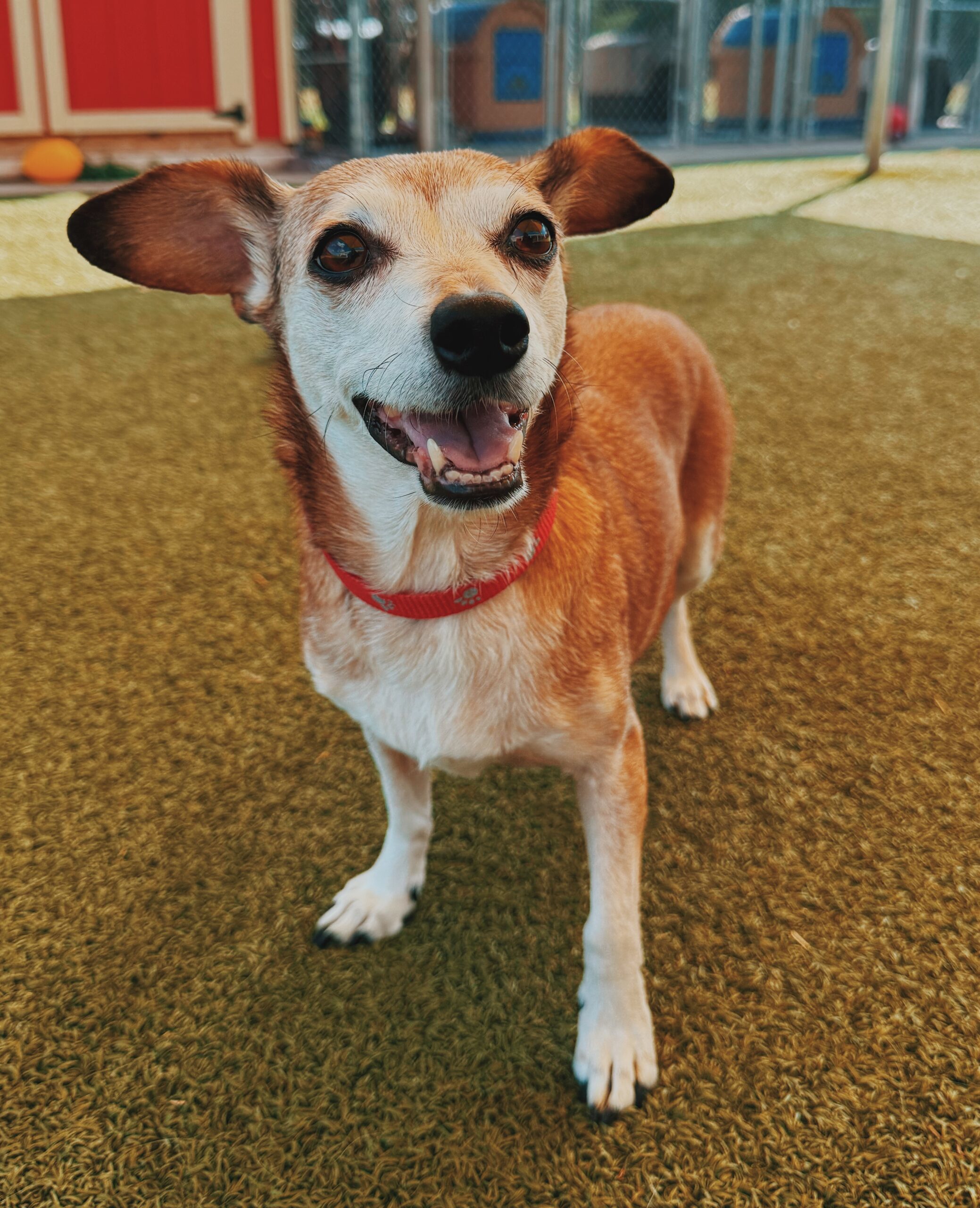 Maggie, an adoptable Dachshund, Chihuahua in Hays, KS, 67601 | Photo Image 1