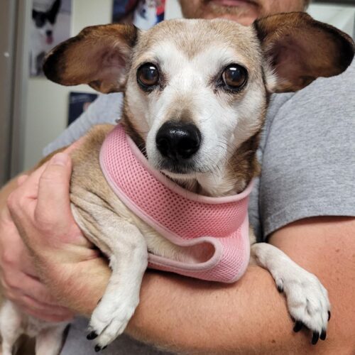 Maggie, an adoptable Dachshund, Chihuahua in Hays, KS, 67601 | Photo Image 2