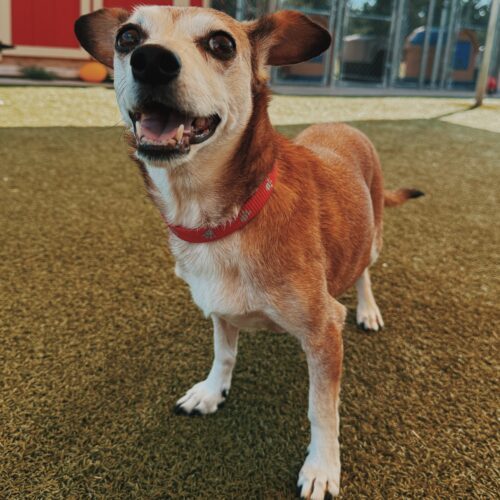 Maggie, an adoptable Dachshund, Chihuahua in Hays, KS, 67601 | Photo Image 2