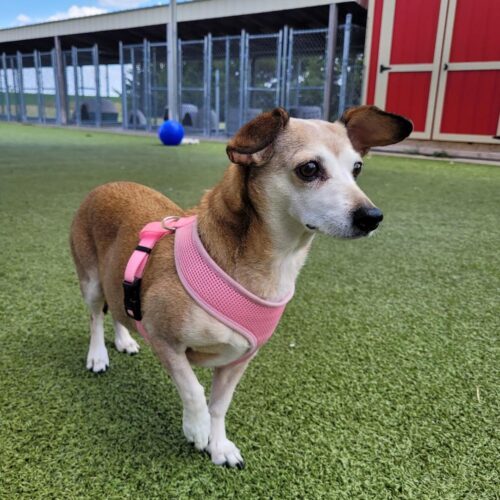 Maggie, an adoptable Dachshund, Chihuahua in Hays, KS, 67601 | Photo Image 3