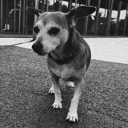 Maggie, an adoptable Dachshund, Chihuahua in Hays, KS, 67601 | Photo Image 3