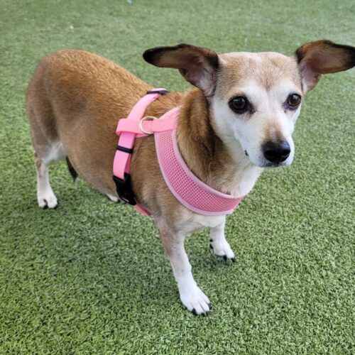 Maggie, an adoptable Dachshund, Chihuahua in Hays, KS, 67601 | Photo Image 4