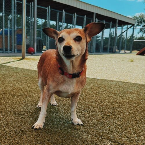 Maggie, an adoptable Dachshund, Chihuahua in Hays, KS, 67601 | Photo Image 4