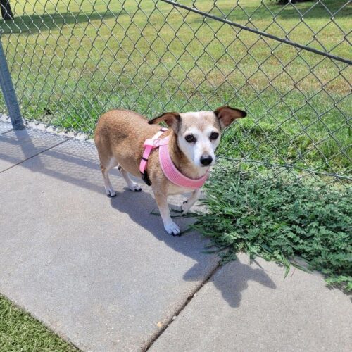 Maggie, an adoptable Dachshund, Chihuahua in Hays, KS, 67601 | Photo Image 5