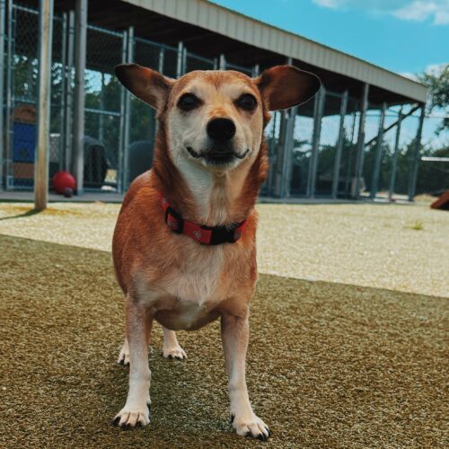 Maggie, an adoptable Dachshund, Chihuahua in Hays, KS, 67601 | Photo Image 5