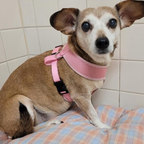 Maggie, an adoptable Dachshund, Chihuahua in Hays, KS, 67601 | Photo Image 6