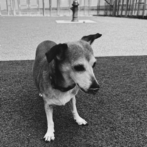 Maggie, an adoptable Dachshund, Chihuahua in Hays, KS, 67601 | Photo Image 6