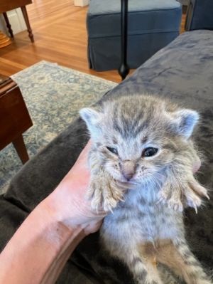 Lilia (bonded with Rosita) Domestic Short Hair Cat