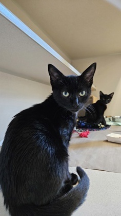 Penelope Domestic Short Hair Cat