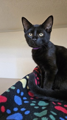 Candy Domestic Short Hair Cat