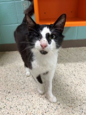Goose Domestic Short Hair Cat