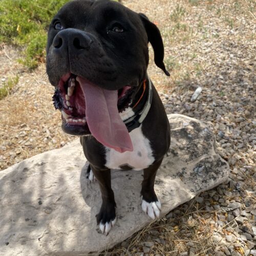 Maximus