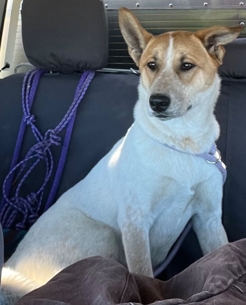 Meatball, an adoptable Australian Cattle Dog / Blue Heeler, Mixed Breed in Gillette, WY, 82716 | Photo Image 1