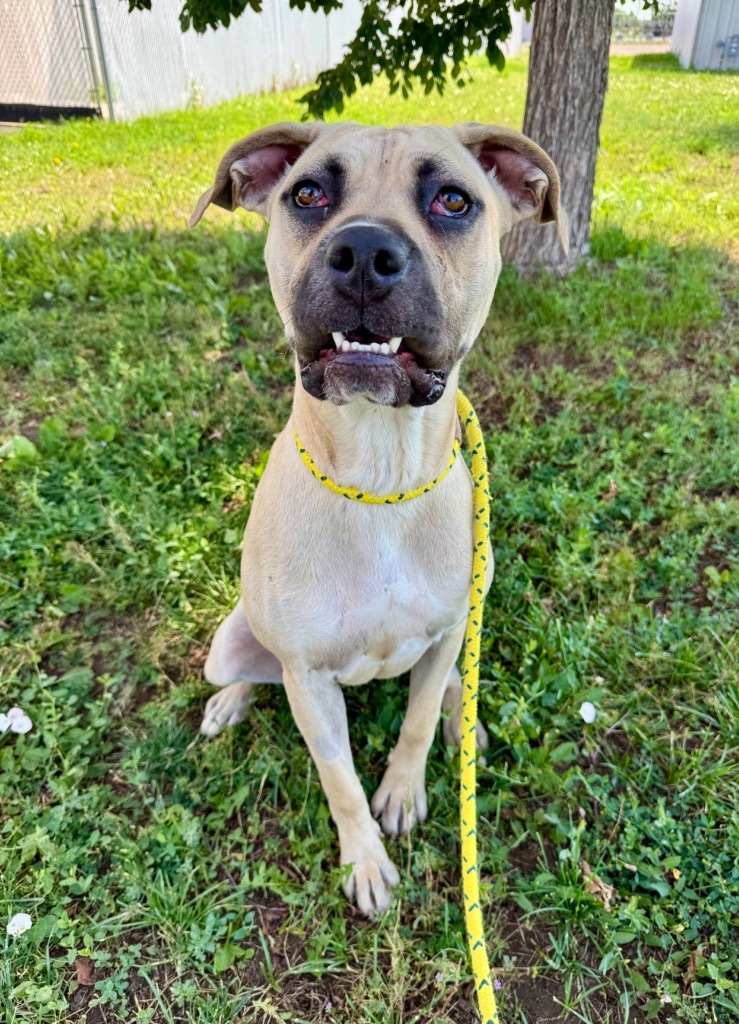 Athena, an adoptable Cane Corso in Gillette, WY, 82716 | Photo Image 1