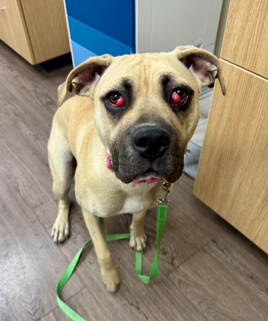 Athena, an adoptable Cane Corso in Gillette, WY, 82716 | Photo Image 2