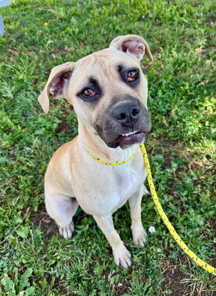 Athena, an adoptable Cane Corso in Gillette, WY, 82716 | Photo Image 3