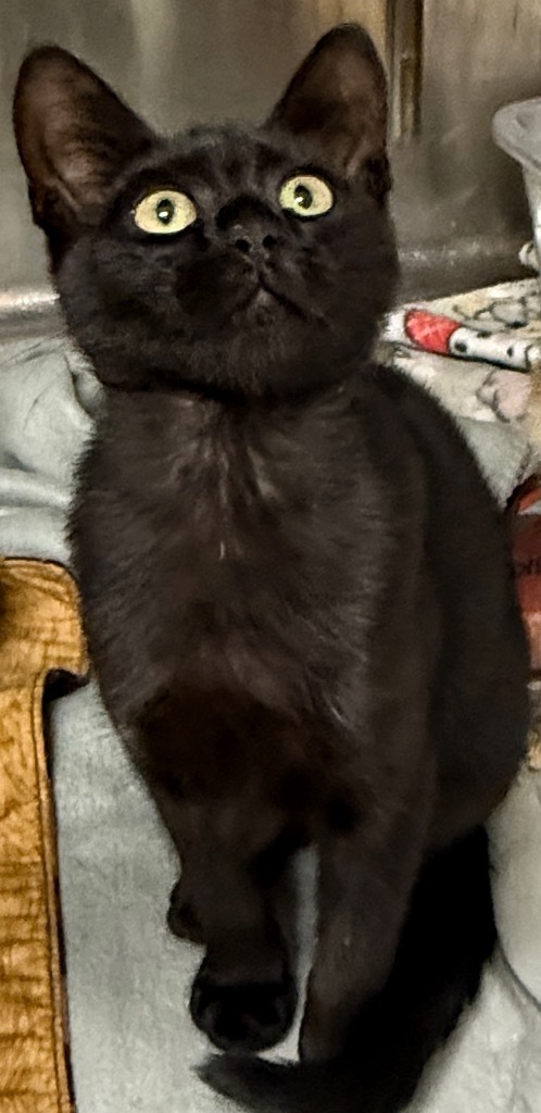 Karl