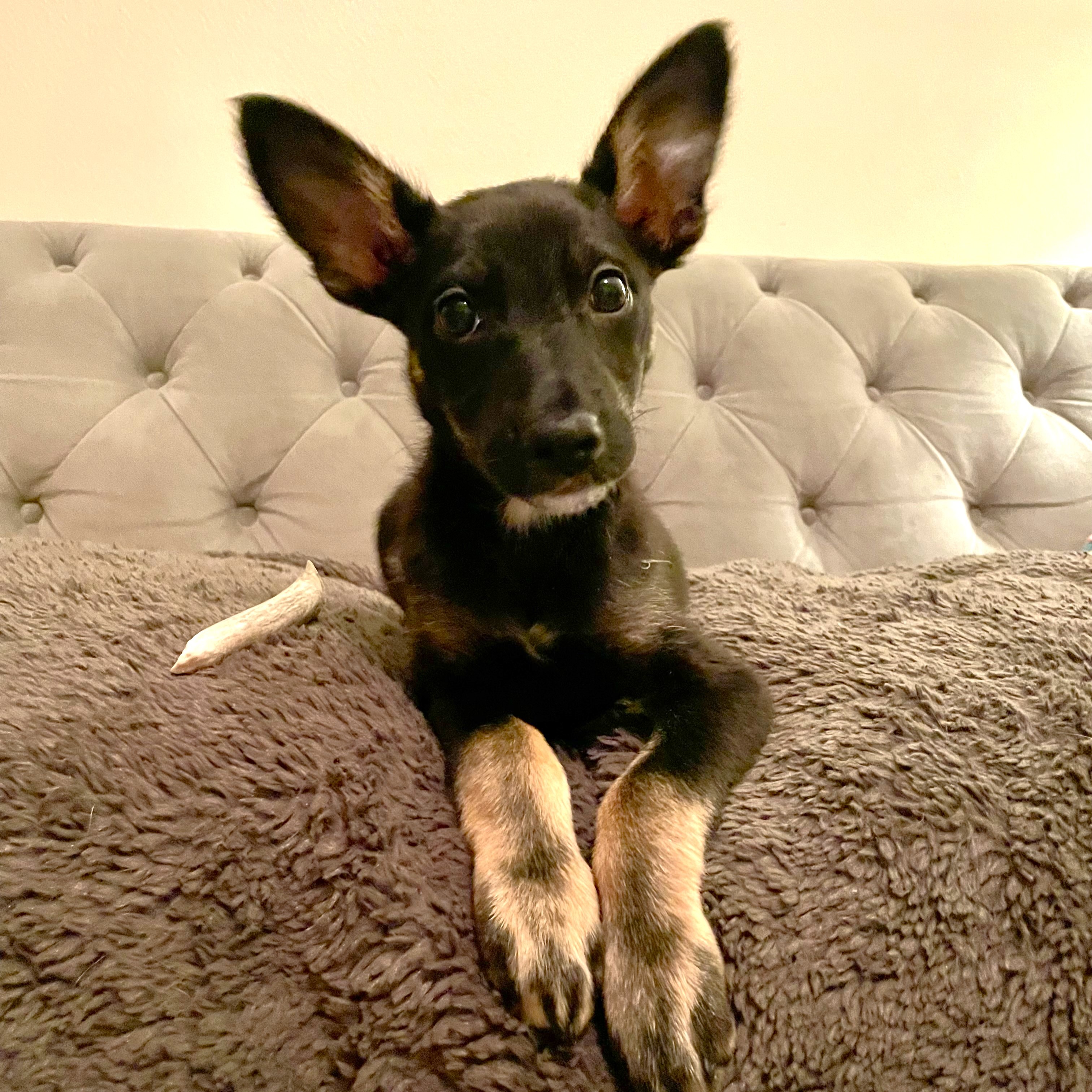 Pixie