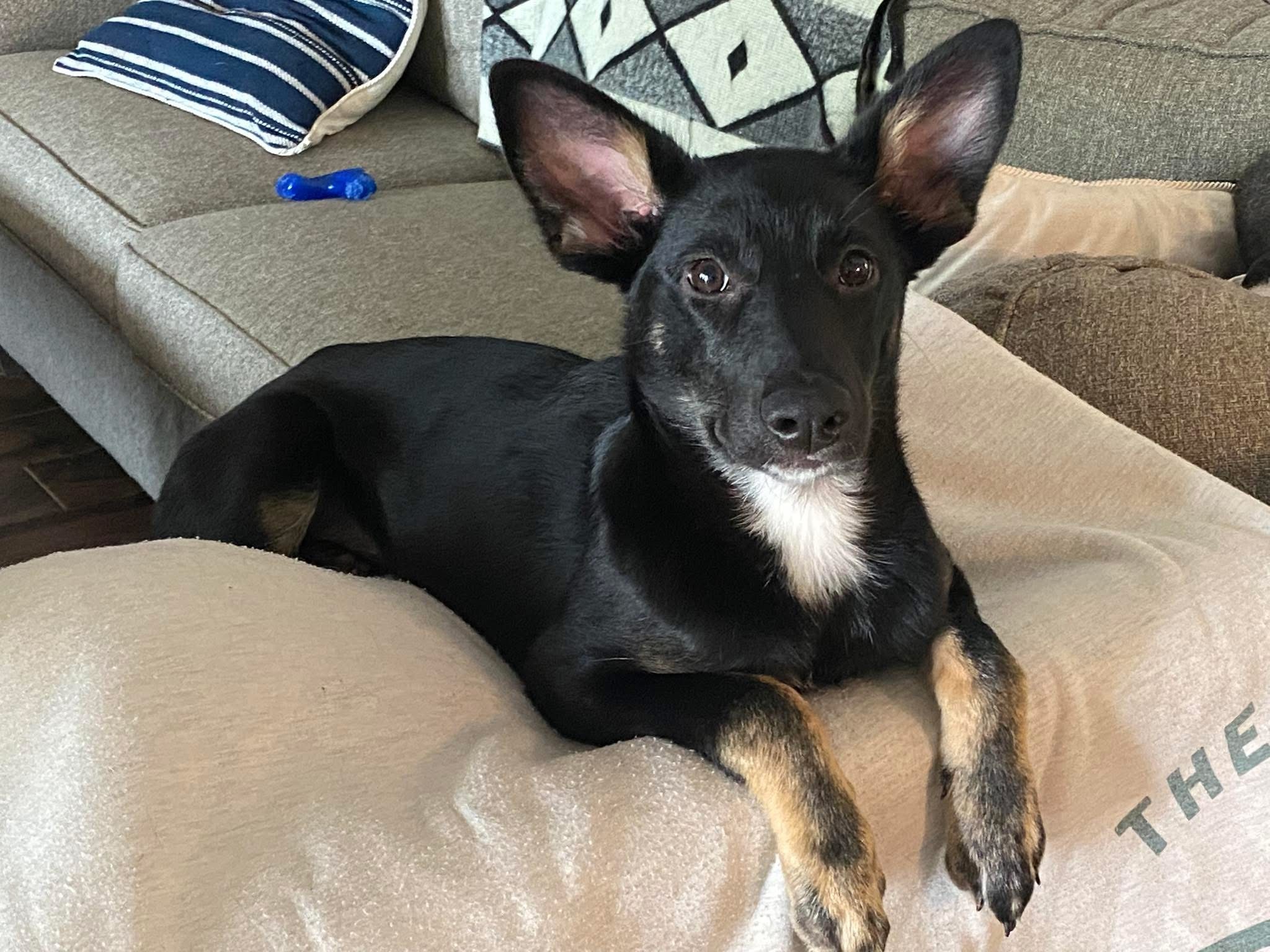 Pixie