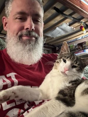Whiskers American Shorthair Cat