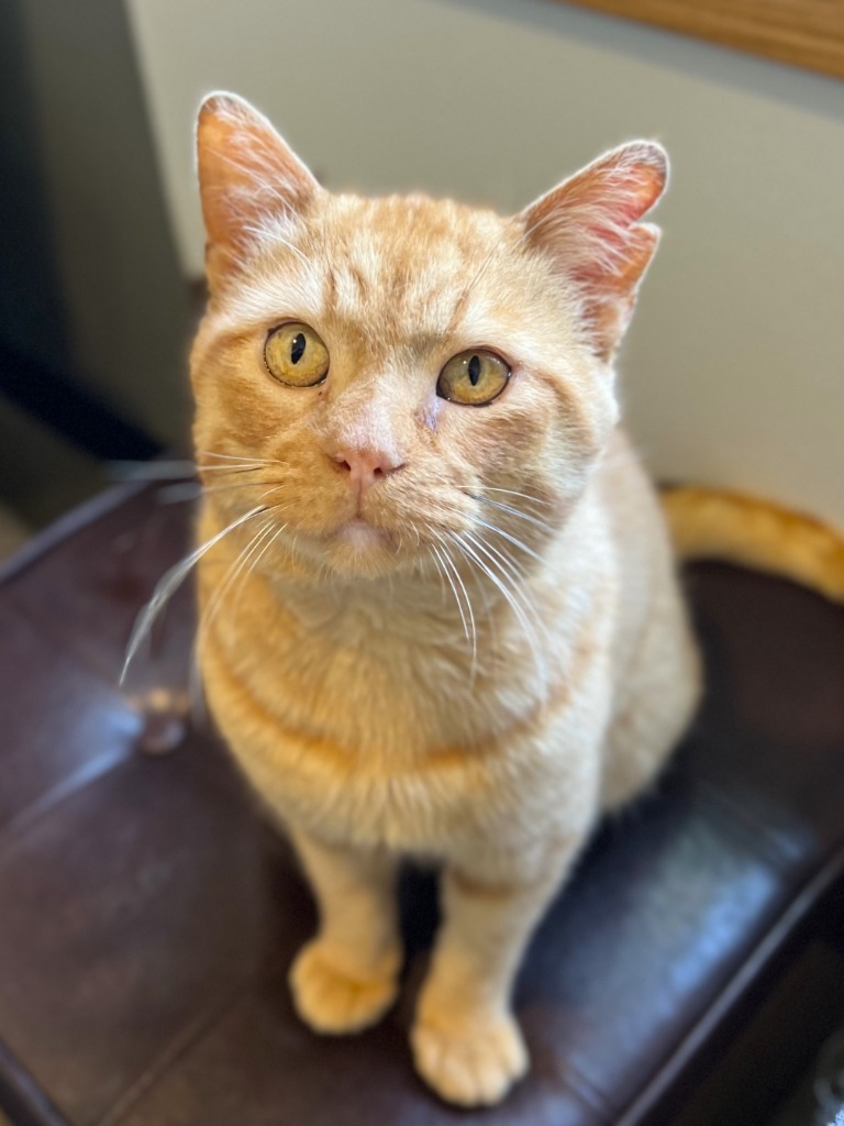 Otis