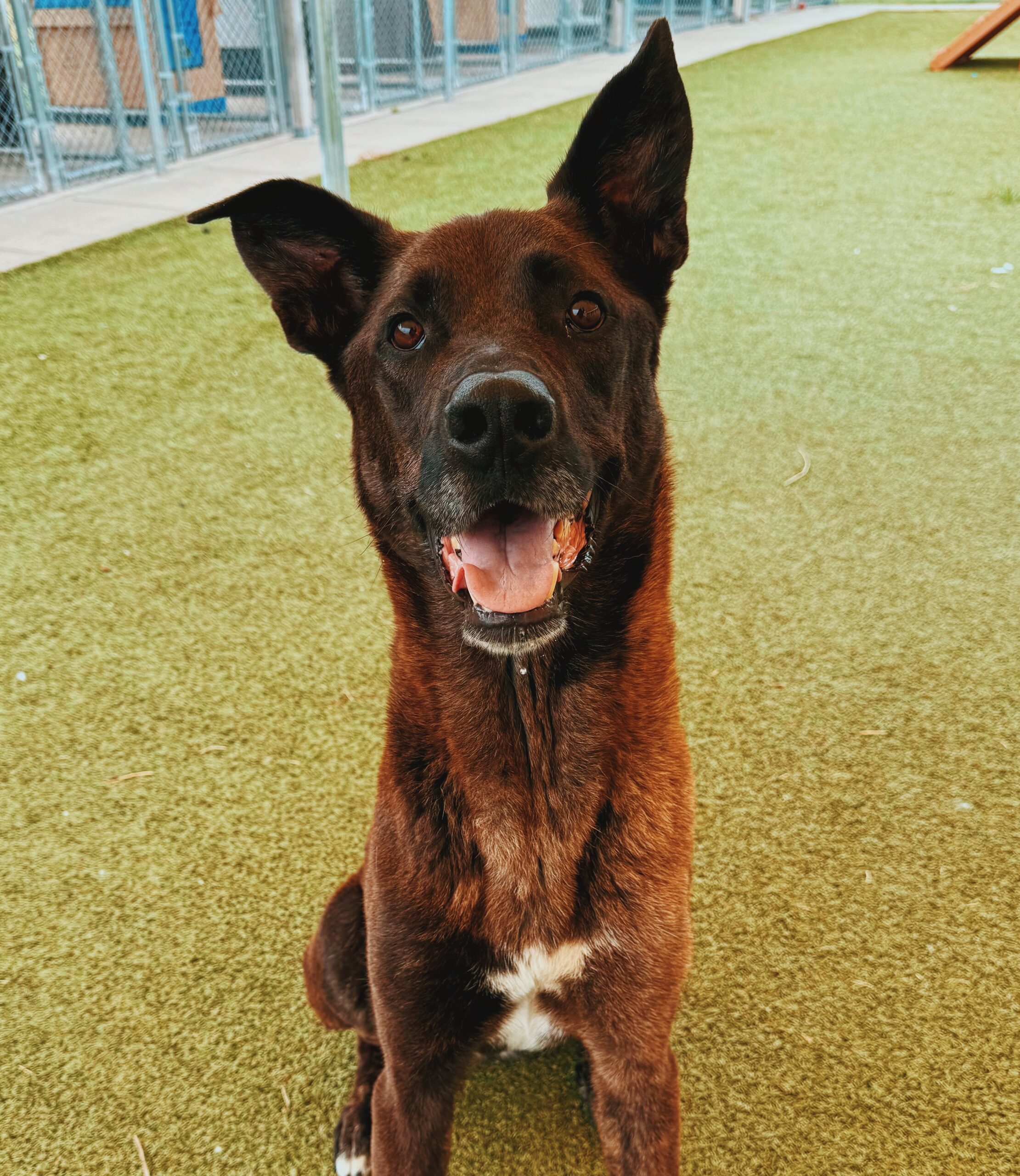 Boris, an adoptable Belgian Shepherd / Malinois, Great Dane in Hays, KS, 67601 | Photo Image 1