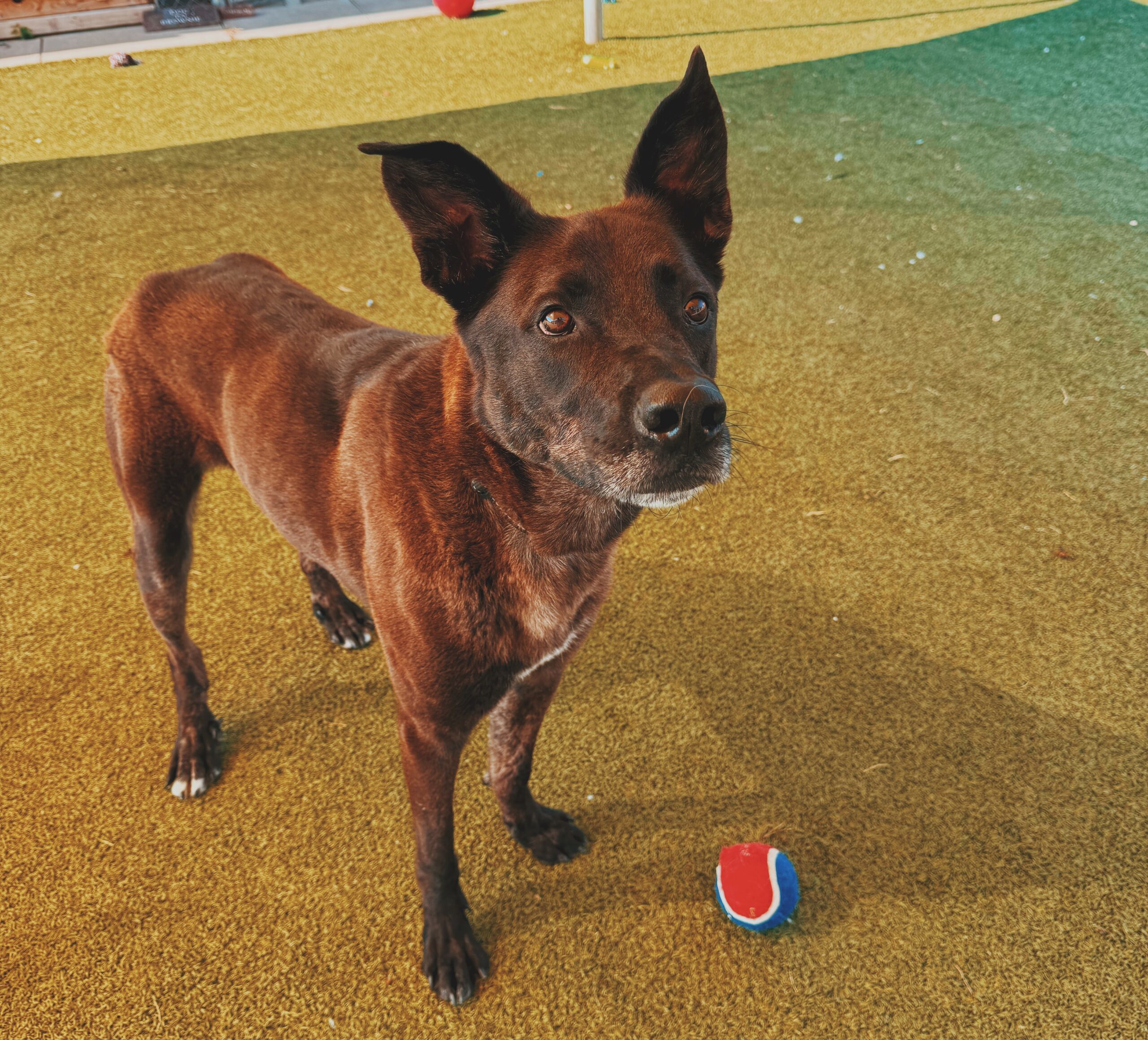 Boris, an adoptable Belgian Shepherd / Malinois, Great Dane in Hays, KS, 67601 | Photo Image 1