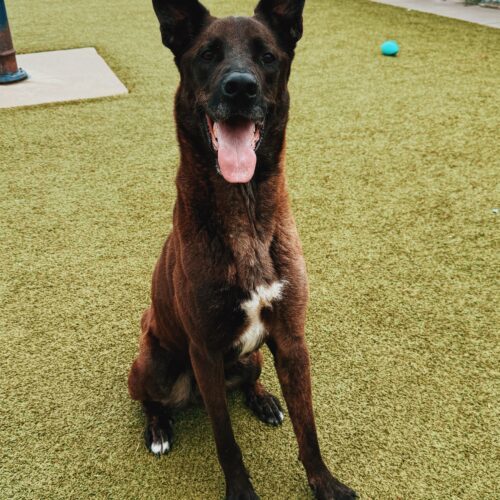 Boris, an adoptable Belgian Shepherd / Malinois, Great Dane in Hays, KS, 67601 | Photo Image 2