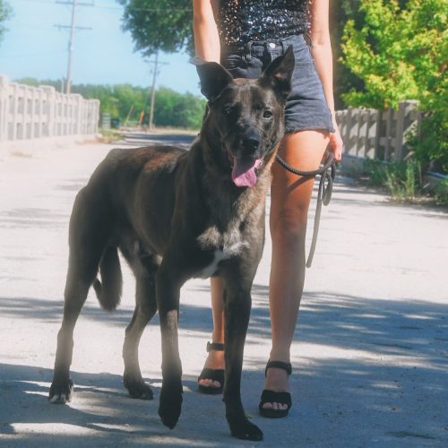 Boris, an adoptable Belgian Shepherd / Malinois, Great Dane in Hays, KS, 67601 | Photo Image 2