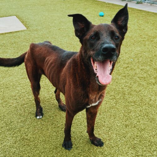 Boris, an adoptable Belgian Shepherd / Malinois, Great Dane in Hays, KS, 67601 | Photo Image 3