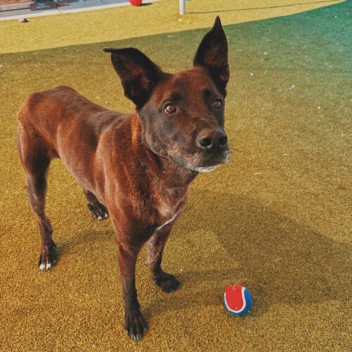Boris, an adoptable Belgian Shepherd / Malinois, Great Dane in Hays, KS, 67601 | Photo Image 3