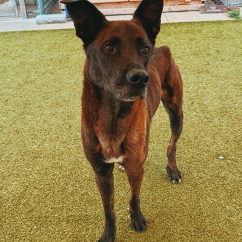 Boris, an adoptable Belgian Shepherd / Malinois, Great Dane in Hays, KS, 67601 | Photo Image 4