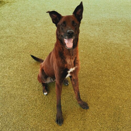 Boris, an adoptable Belgian Shepherd / Malinois, Great Dane in Hays, KS, 67601 | Photo Image 5