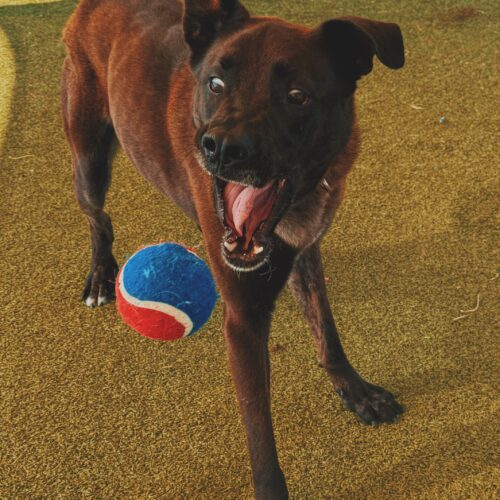 Boris, an adoptable Belgian Shepherd / Malinois, Great Dane in Hays, KS, 67601 | Photo Image 5