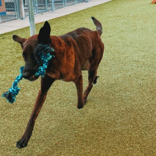 Boris, an adoptable Belgian Shepherd / Malinois, Great Dane in Hays, KS, 67601 | Photo Image 6