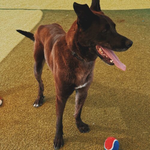 Boris, an adoptable Belgian Shepherd / Malinois, Great Dane in Hays, KS, 67601 | Photo Image 6