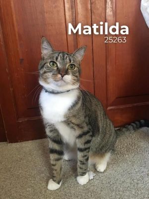 Matilda Domestic Short Hair Cat