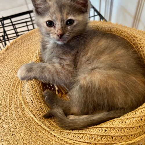 Persia