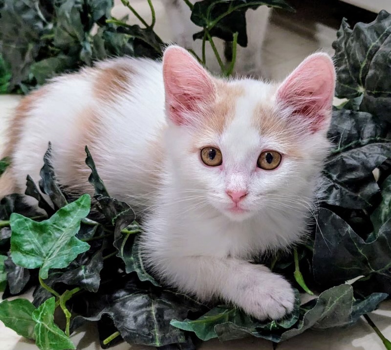 Floof