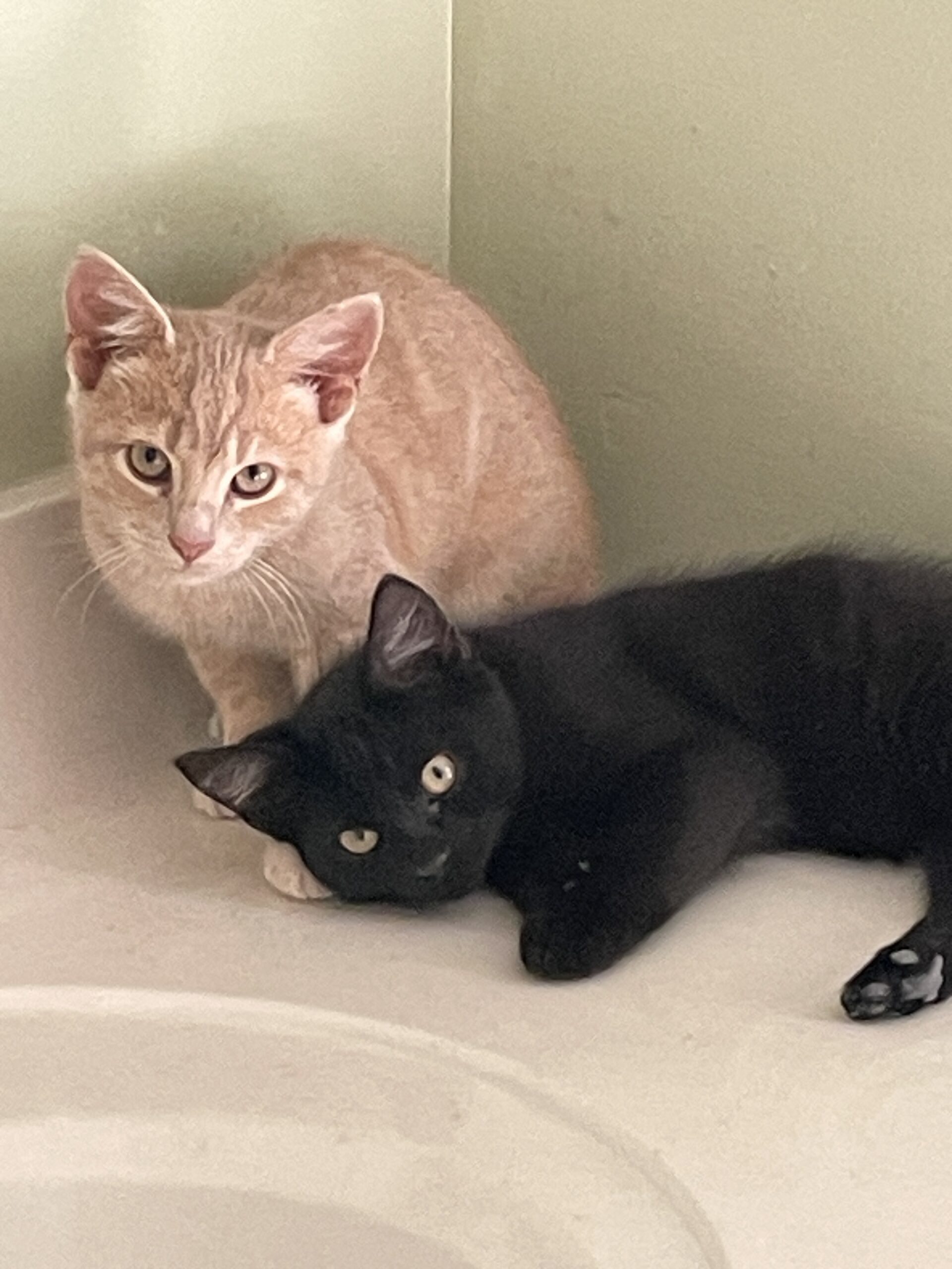 Two unnamed kittens