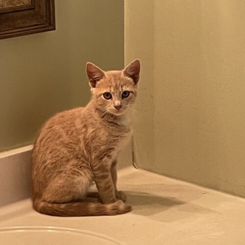 Two unnamed kittens