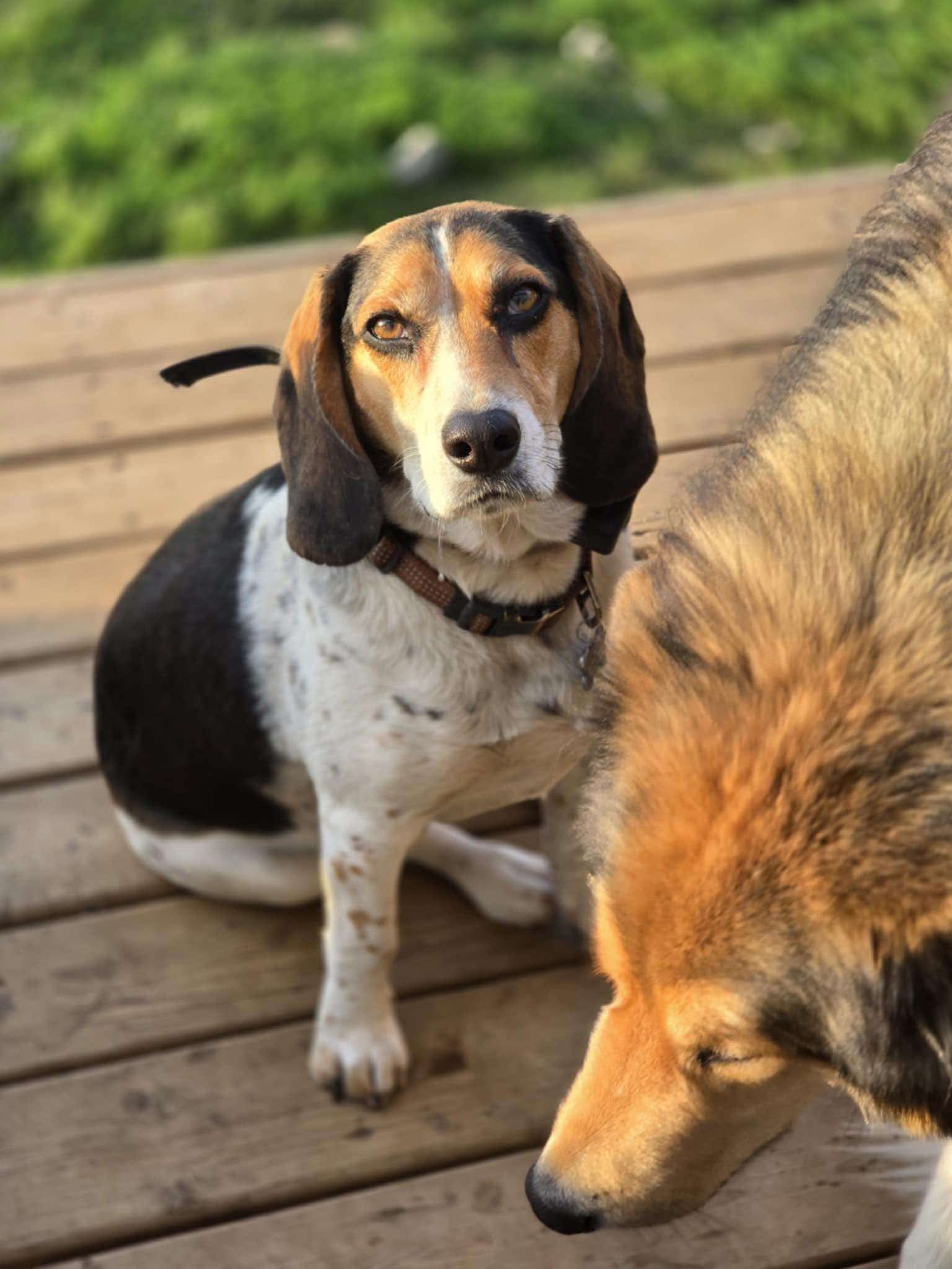 Zack, an adoptable Beagle in Sunderland, ON, L0C 1H0 | Photo Image 1