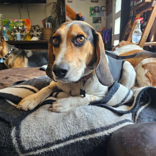 Zack, an adoptable Beagle in Sunderland, ON, L0C 1H0 | Photo Image 2