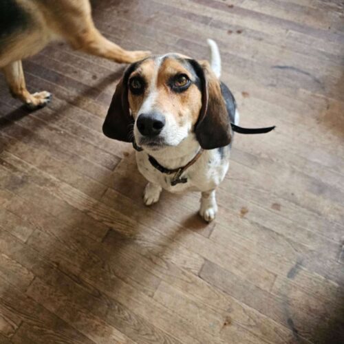 Zack, an adoptable Beagle in Sunderland, ON, L0C 1H0 | Photo Image 3