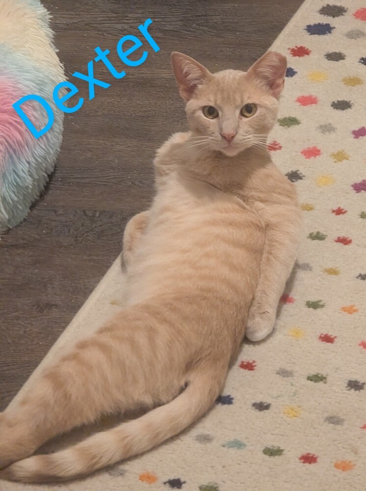 Dexter